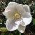 Virginia Alfson Kelly's profile image