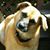 Brenda Dianne Meehan's profile image