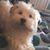 Anneliese Antonucci's profile image