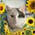 Lory Y. Kitamura's profile image