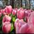 Vickie Cooksey's profile image