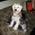 David Brunette's profile image