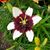 Jean-Marie Harrison's profile image
