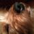 Tanya Lomashewich Davis's profile image