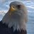 Steve Slade's profile image