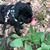 Nikki DesRosiers Brownell's profile image