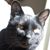 Kit Mosden's profile image