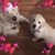 Deb Bailey's profile image