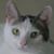 Middle River Veterinary Hospital's profile image