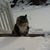 Whoopers Cat's profile image