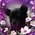 Deb DeAngelis's profile image