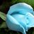 Joanne Rose Snow's profile image