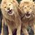 Elaine Blossner Barbaro's profile image