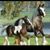 El Gueraso Love's profile image