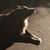 Laurie Sarro's profile image