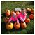 Darline Holman-Suchy's profile image