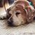 Roxann Dressel's profile image