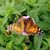 Shannon Girouard-Fogl's profile image