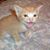 Char Piacentino's profile image