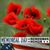 Ginger Reynolds Crozier's profile image