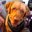 The Dog M's profile image