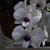 Joanna Spina's profile image