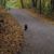 Leigh A. Girouard's profile image