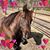 Donna Macaulay's profile image