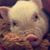 Missy Barnwell's profile image