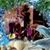 Maja Corpuz's profile image