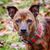 Debbie Beck Lawlor's profile image
