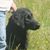 Anya Dent Dornak's profile image