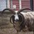 Sara Prideaux's profile image