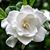 Sandi Attard's profile image