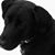 Michelle Brink's profile image