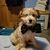 Lisa Ann Willis-Lanaville's profile image