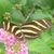 Jane Goodman's profile image
