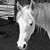 Andrea Potts's profile image