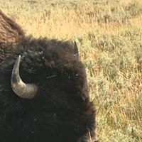 Jimmie Leon's profile image