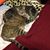 Tripod Purrslevich's profile image