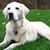 Lisa Carrara's profile image