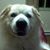 Chris Nutting's profile image