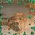 Lisa Cappellina Shatas's profile image