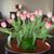 Ruth Siborg's profile image