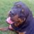 Tiffany Orsburn's profile image