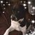 Donetta Czeck's profile image