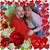 Shirley Laboy's profile image