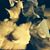 Kathy Ipock's profile image