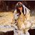 Diana Smith's profile image