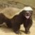 Zip Amerine's profile image